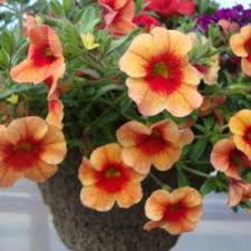 Calibrachoa Million Bells Bicolor 10 inch hanging basket